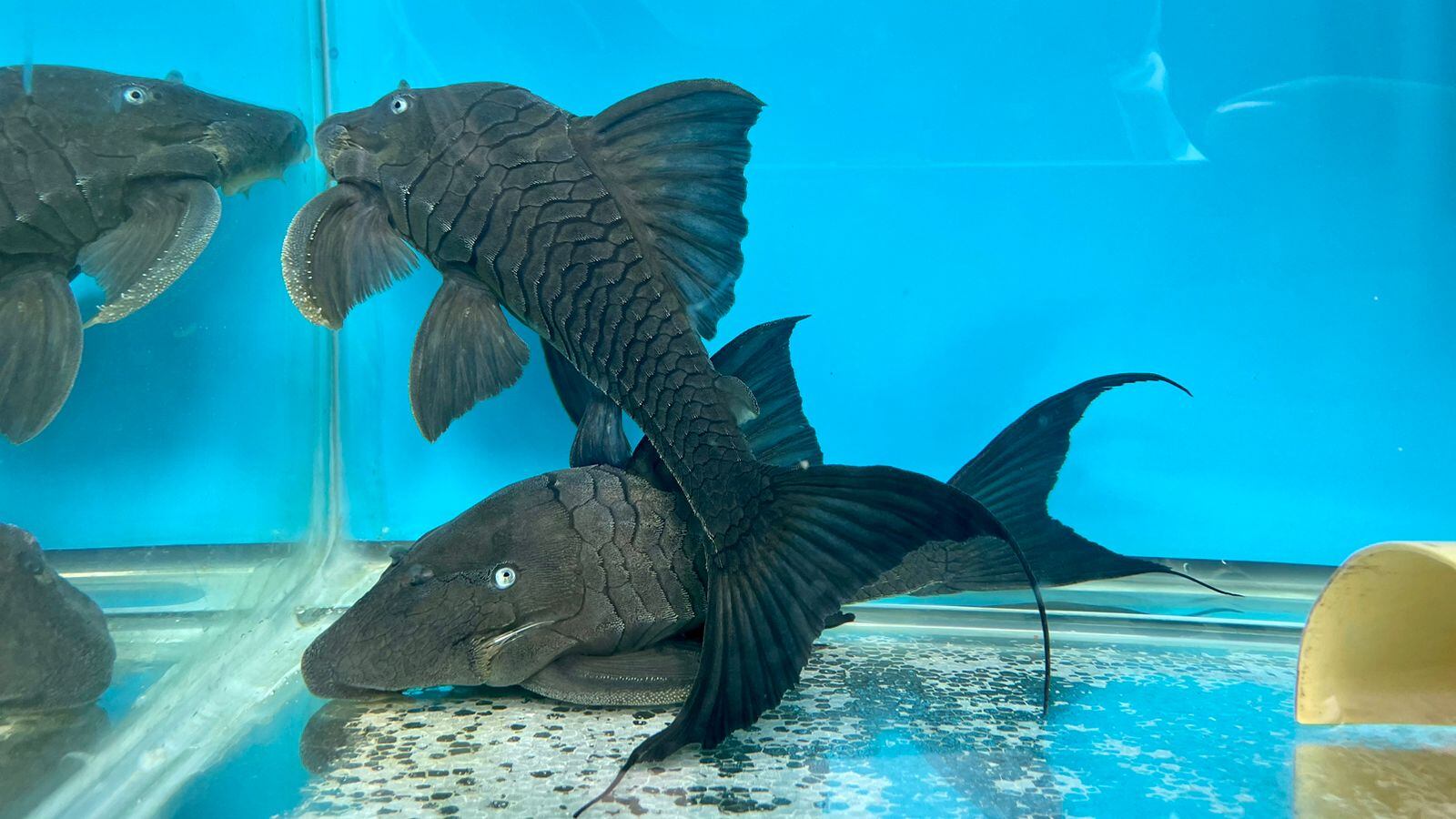 Cuchas Ojiazules (peces) / Secretaría de Ambiente