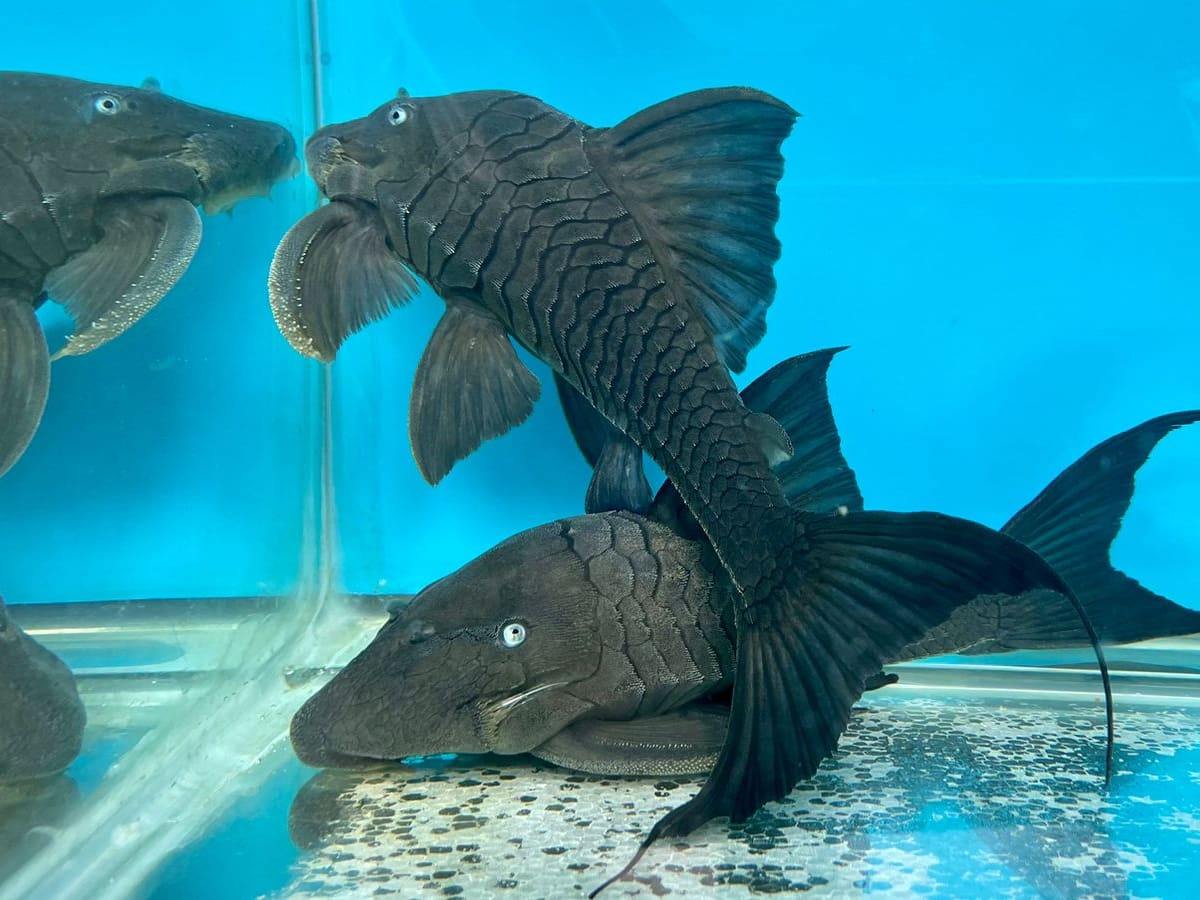 Traficantes buscaban sacar cuchas desde Bogotá hacia Vietnam