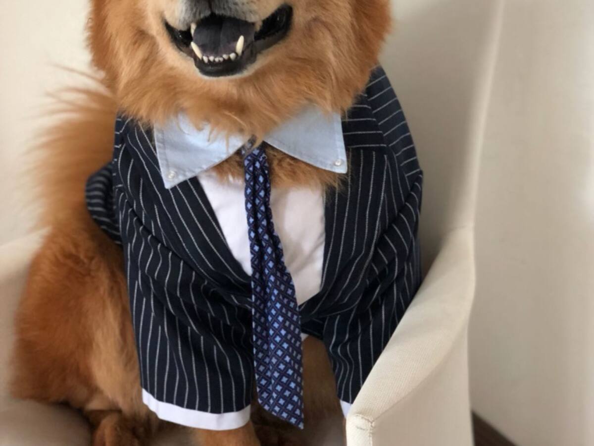 La receta de felicidad siempre va incluir una mascota