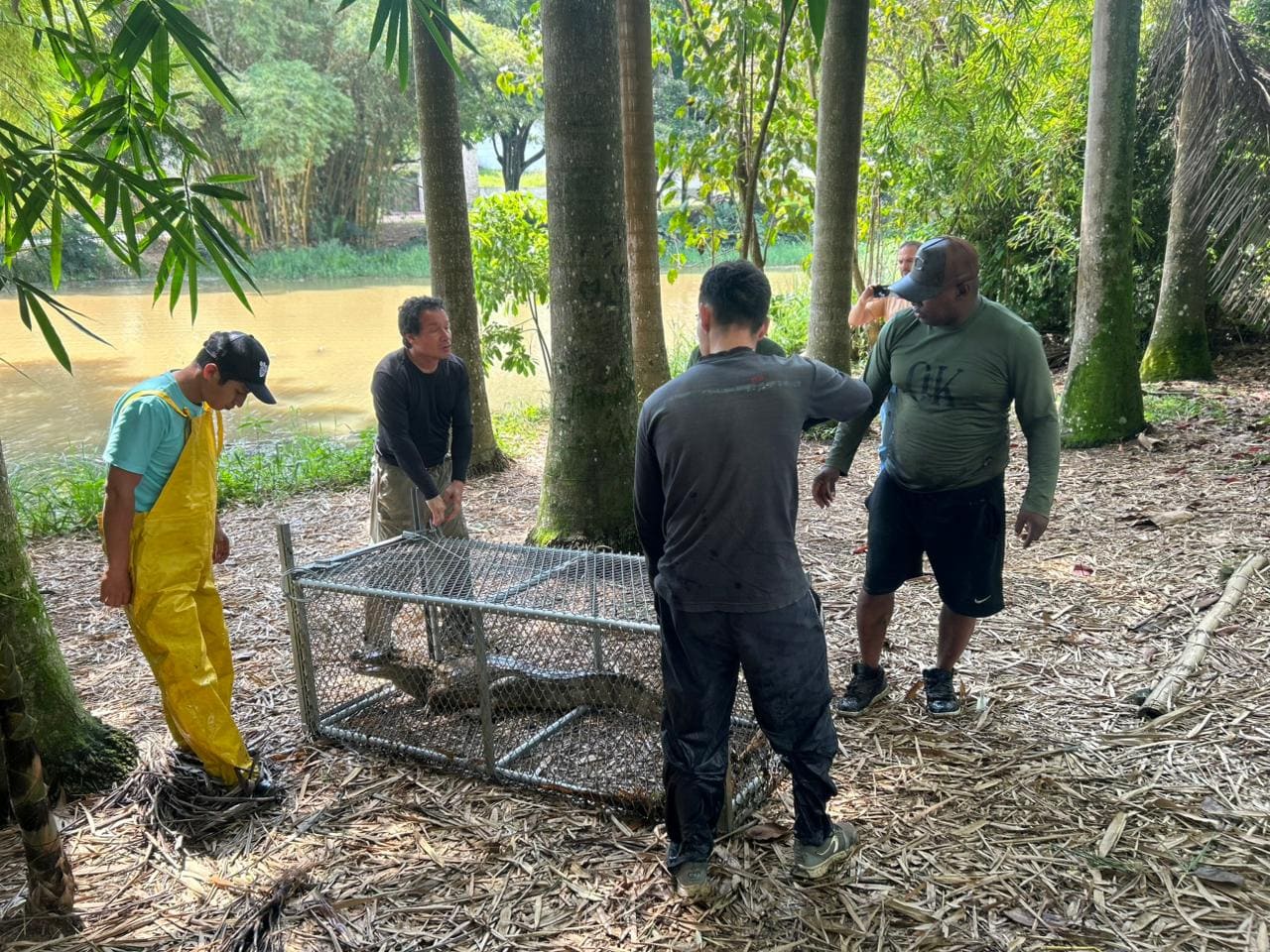 Babilla del humedal Lago de la Babilla será trasladada desde Cali al Pacífico colombiano