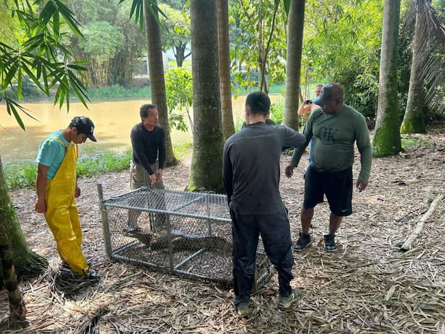 Babilla del humedal Lago de la Babilla será trasladada desde Cali al Pacífico colombiano