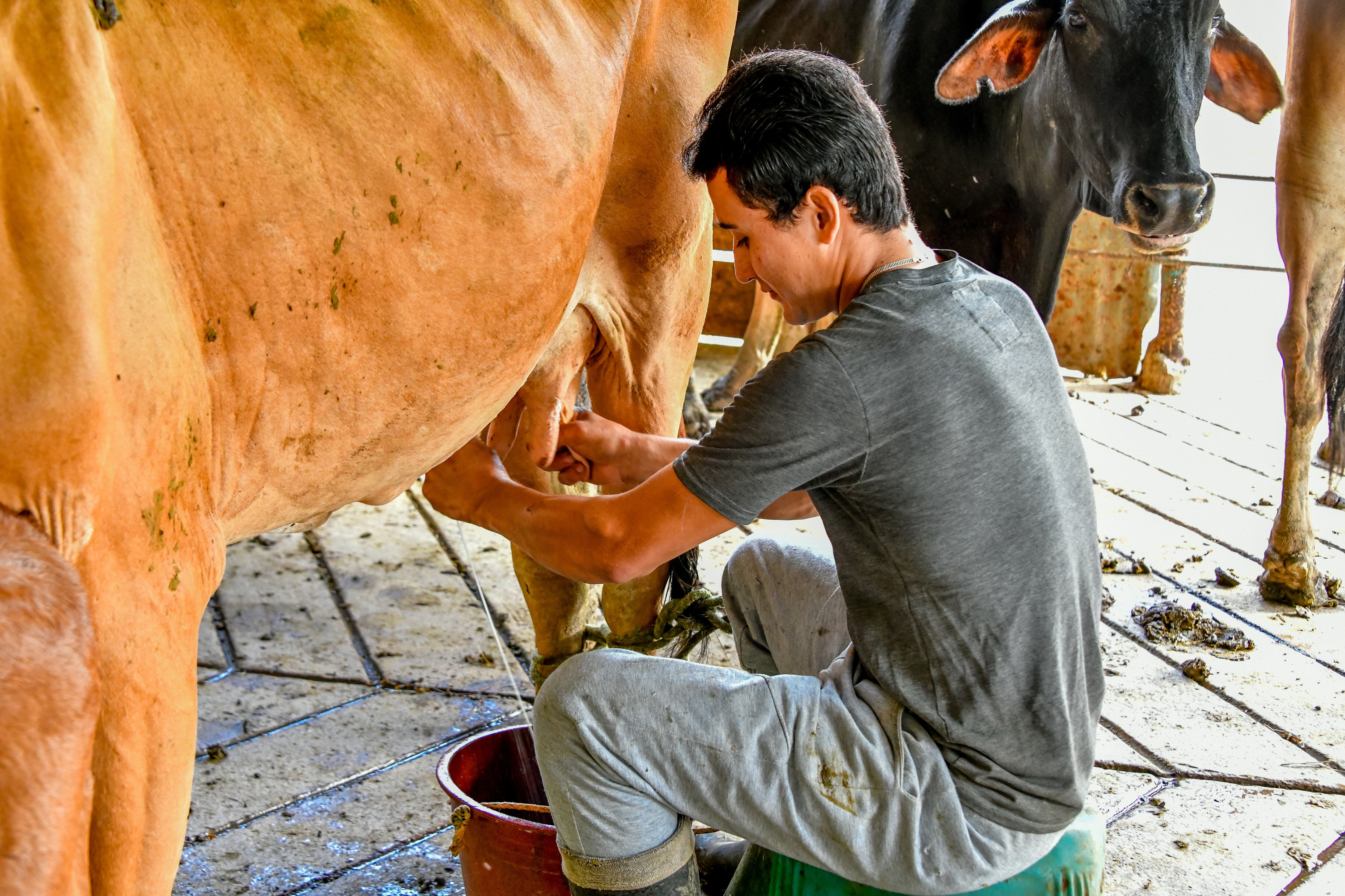 Campesino productor de leche en La Esperanza, Norte de Santander. Foto: ADR.
