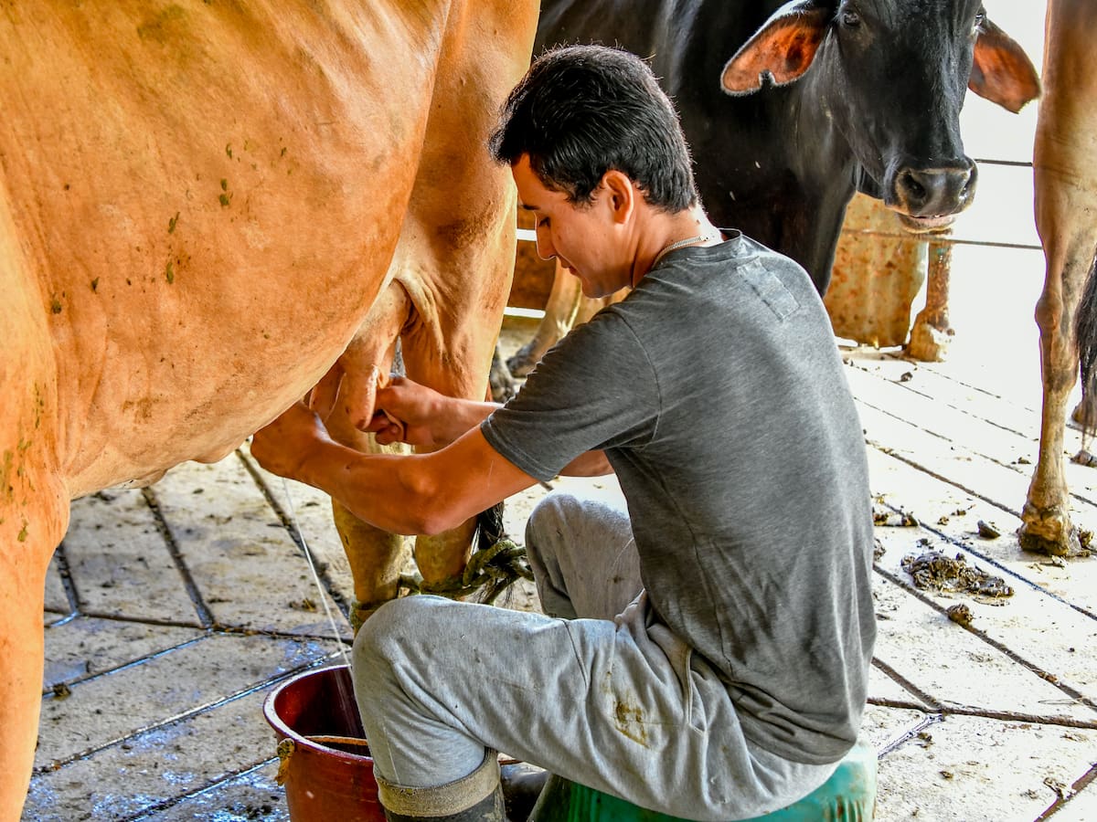 Productores de leche anuncian movilización para el 10 de septiembre en Bogotá