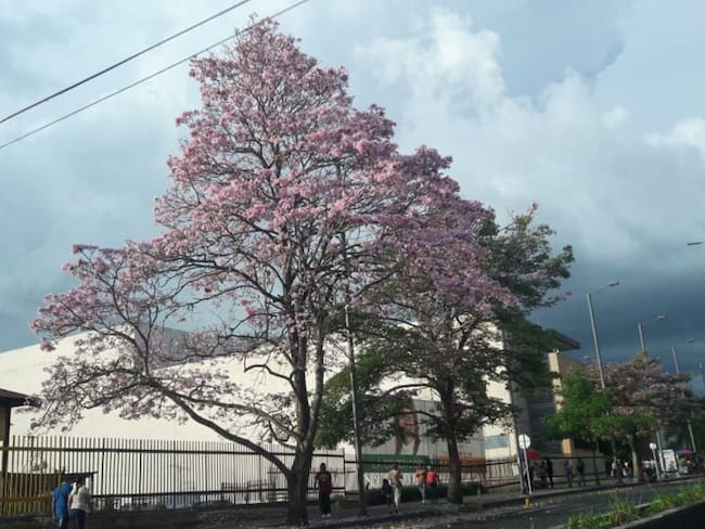 Hermoso guayacán florecido en la avenida Bolívar en Armenia, centro comercial Unicentro