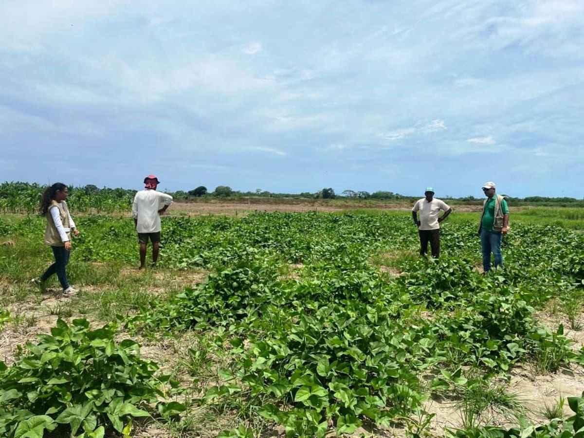 UMATA invita a agricultores de Cartagena a prepararse contra el Fenómeno del Niño