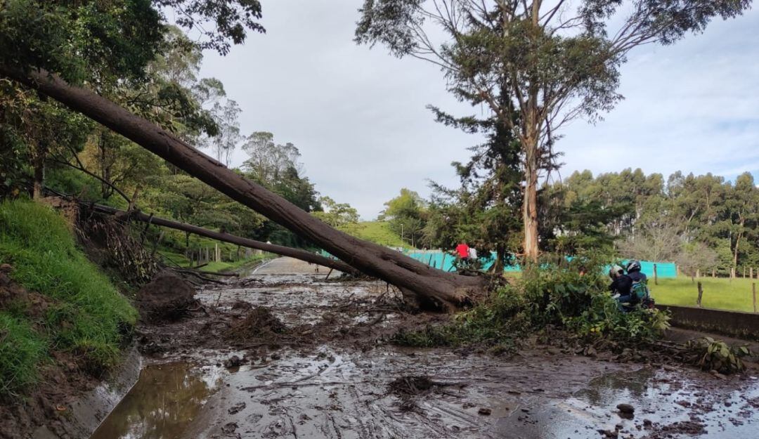 Árboles caídos en vía Landázuri-Vélez