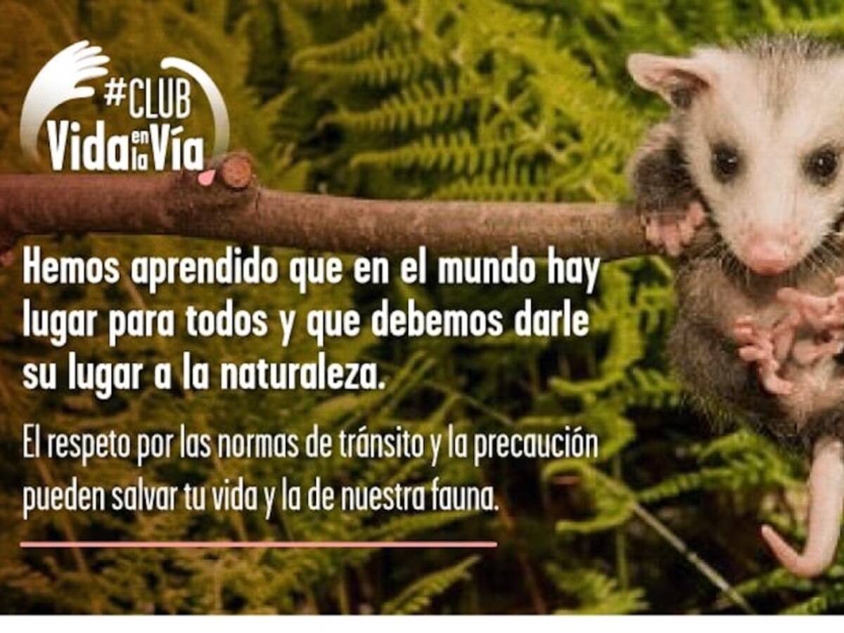 #ClubDeVidaEnLaVía busca evitar el atropellamiento de fauna silvestre
