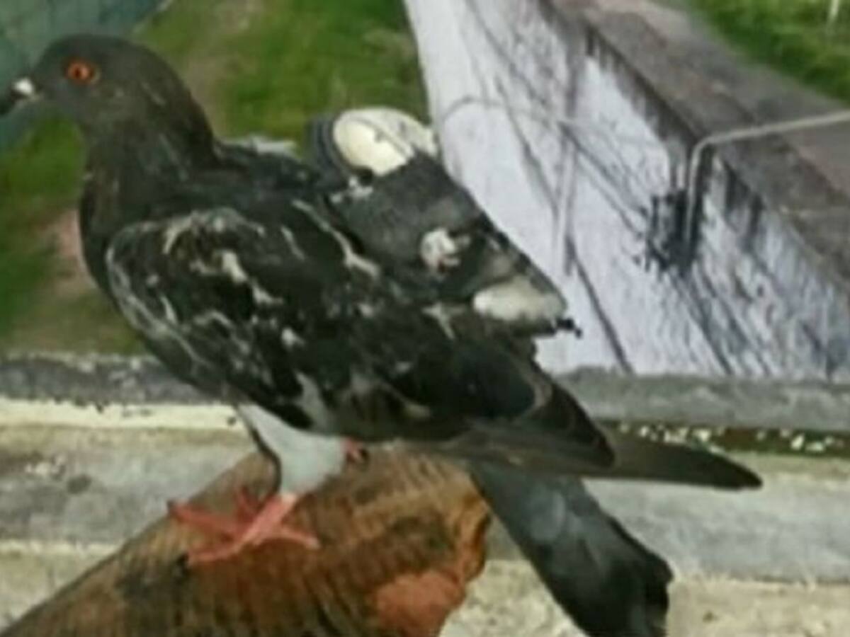 Con ropa y hasta en el propio cuerpo se 'meten' elementos a las cárceles