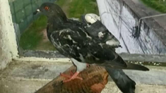 Con ropa y hasta en el propio cuerpo se 'meten' elementos a las cárceles