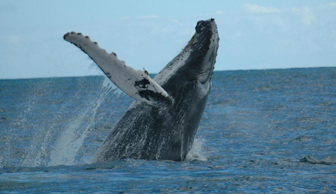 Avistamiento de Ballenas
