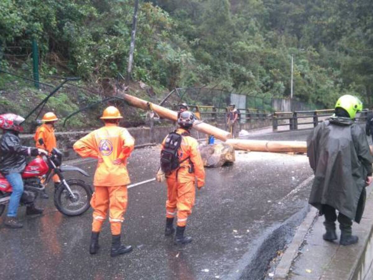 Más de 37.000 árboles están en riesgo de caer en Bogotá: Distrito