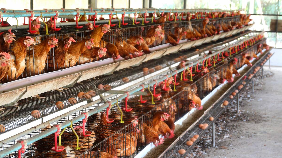 Sucre toma medidas para impedir la propagación de la influenza o gripe aviar