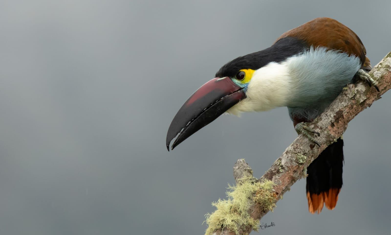 Risaralda Bird Festival.