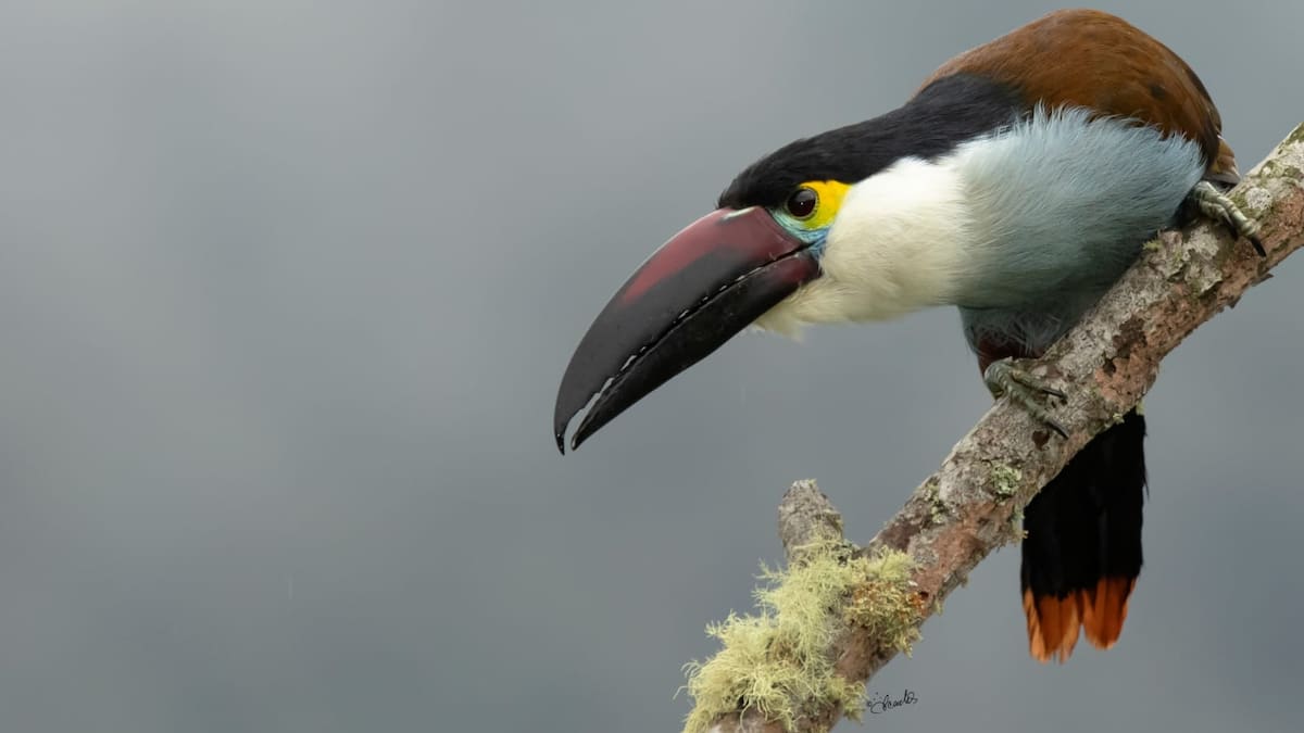 Risaralda, un territorio modelo en conservación de la biodiversidad