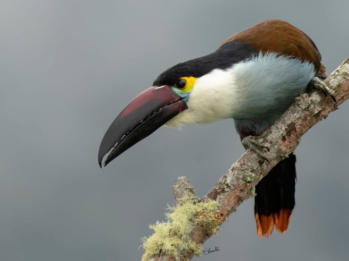 Risaralda, un territorio modelo en conservación de la biodiversidad