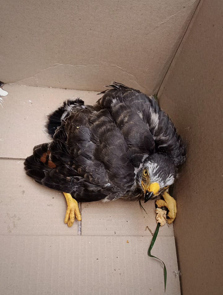 El ave cayó en la terraza de una vivienda del barrio Ancón de Ibagué