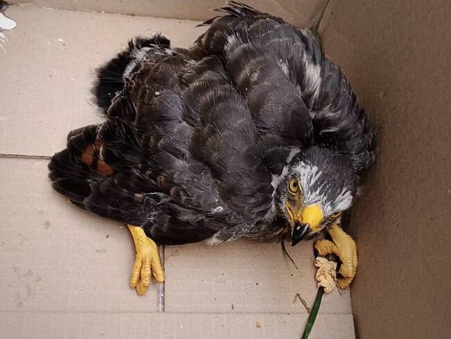 El ave cayó en la terraza de una vivienda del barrio Ancón de Ibagué
