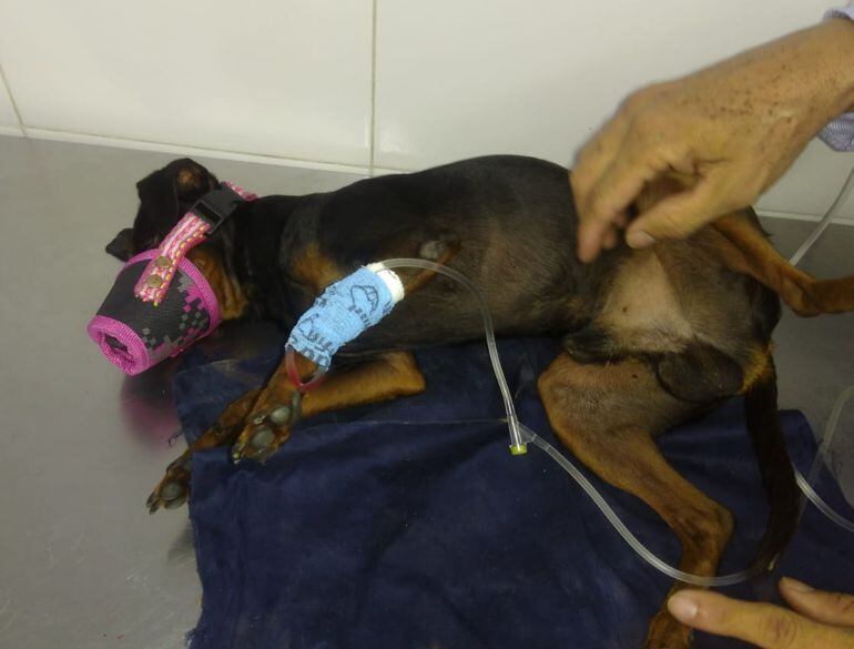 "Rojo" pudo sobrevivir al ser atendido a tiempo en una veterinaria