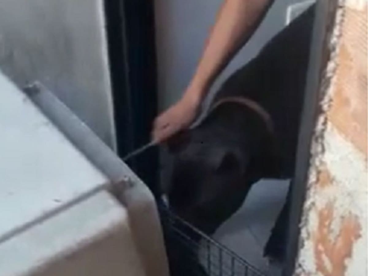 Niña de 4 años fue mordida por un perro pitbull en Medellín