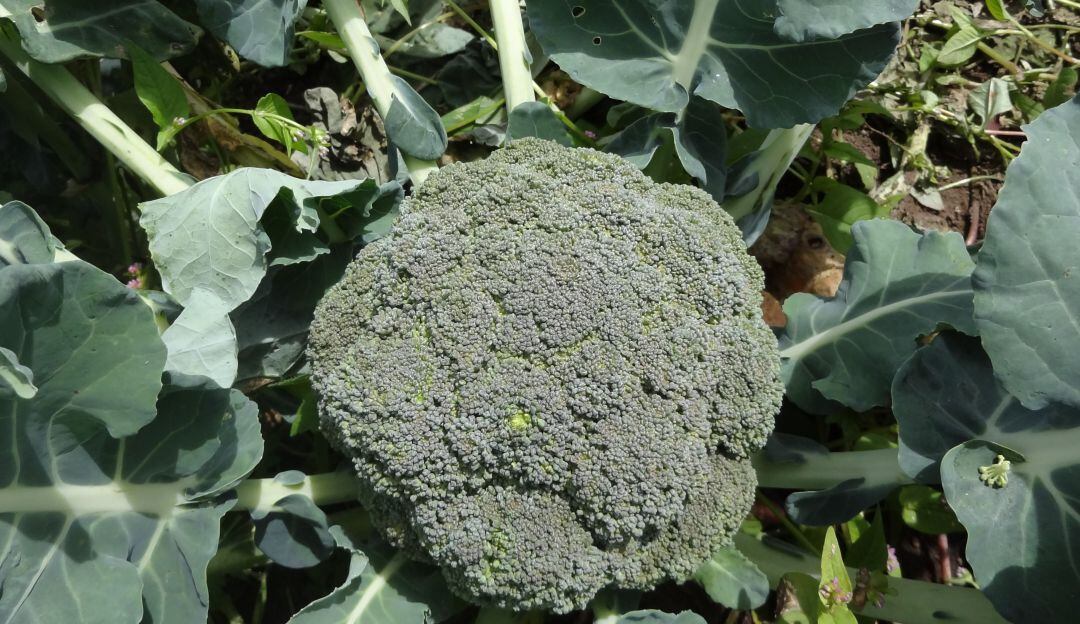 Planta de Brócoli