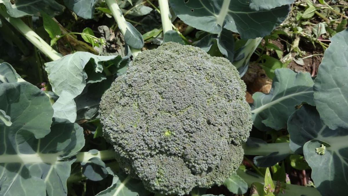 Brócoli y lechuga en polvo, una nueva alternativa saludable