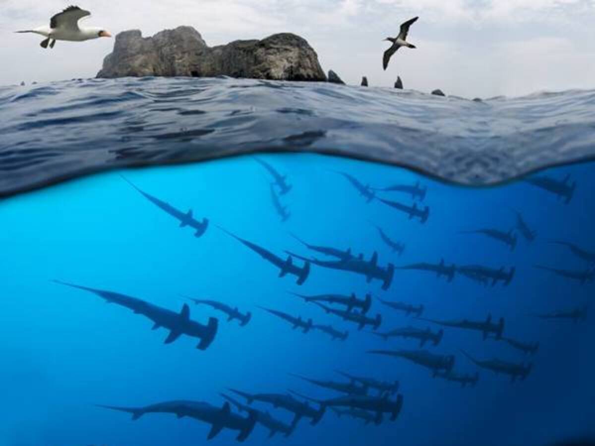 Guía de Peces de la Isla Malpelo y el Crédito AgroVerde