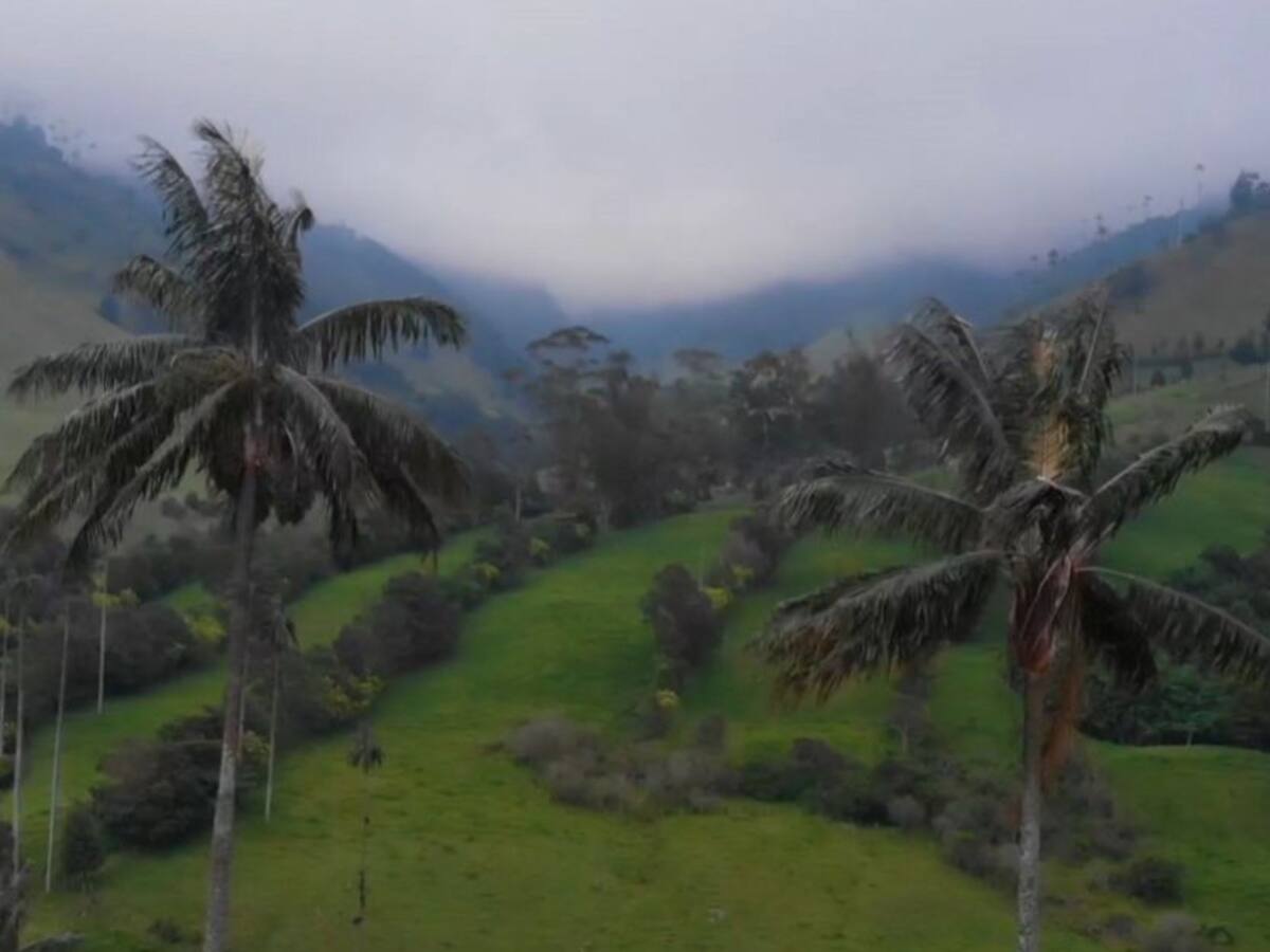 La replantación de la Palma de Cera en el Valle de Cocora crece con altitud