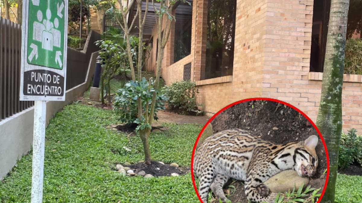Abogados del edificio La Cabecera en Bucaramanga se pronunciaron ante hallazgo de tigrillo muerto