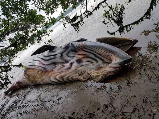 Ballena jorobada aparece muerta en bahía de Buenaventura