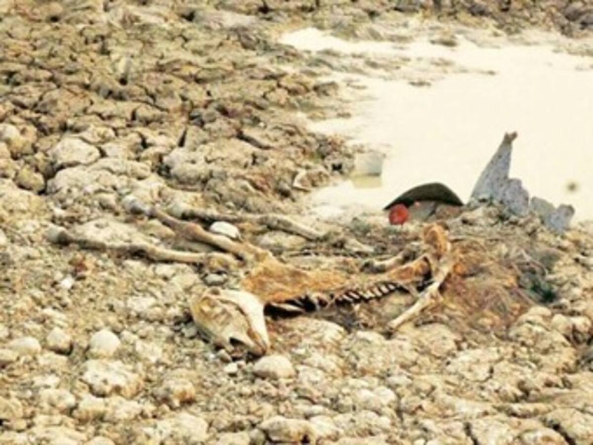 ​Piden incluir a campesinos afectados por la sequía en Fondo de Solidaridad