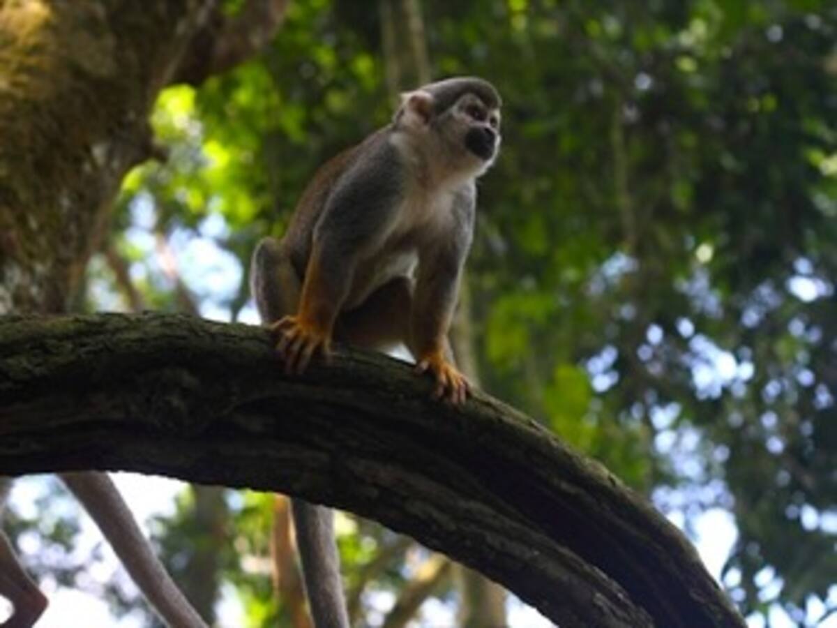Arqueólogos desentierran enigmas de cultura antigua en la Amazonía