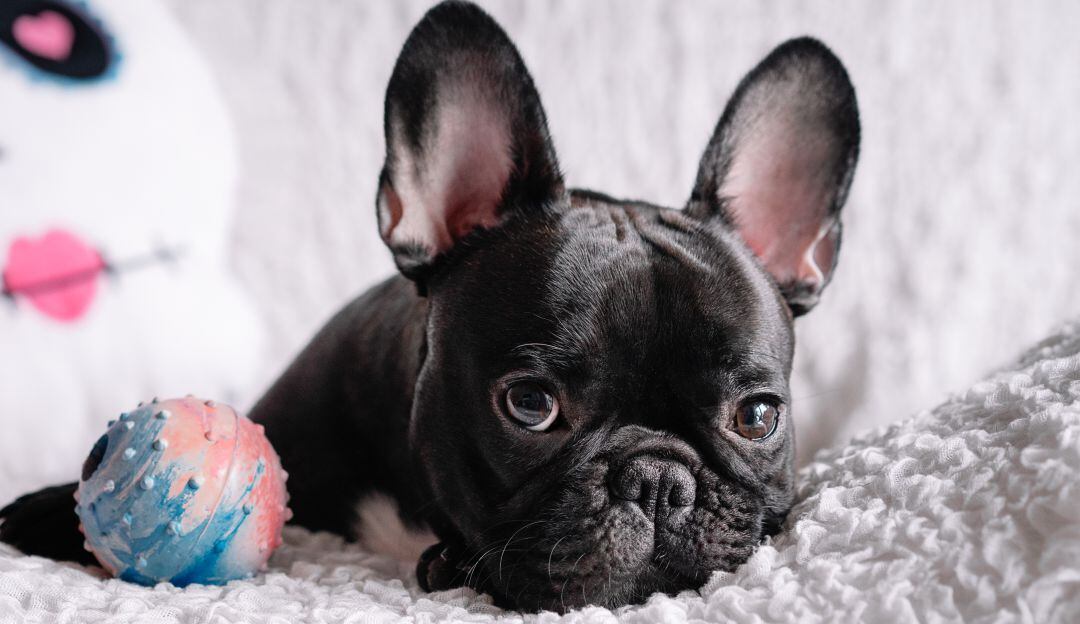 ¡Robos de perros no paran! Seis bulldog francés fueron sacados de una finca