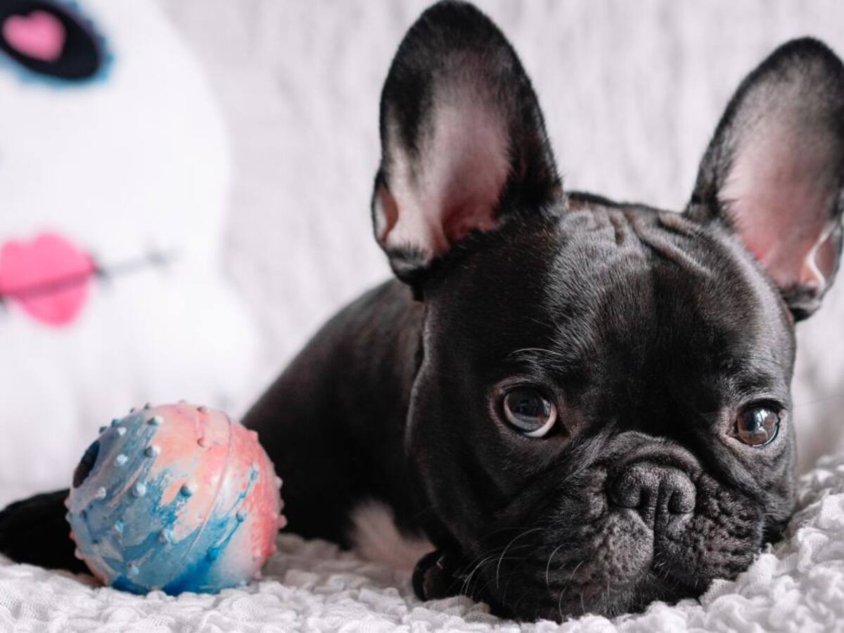 ¡Robos de perros no paran! Seis bulldog francés fueron sacados de una finca