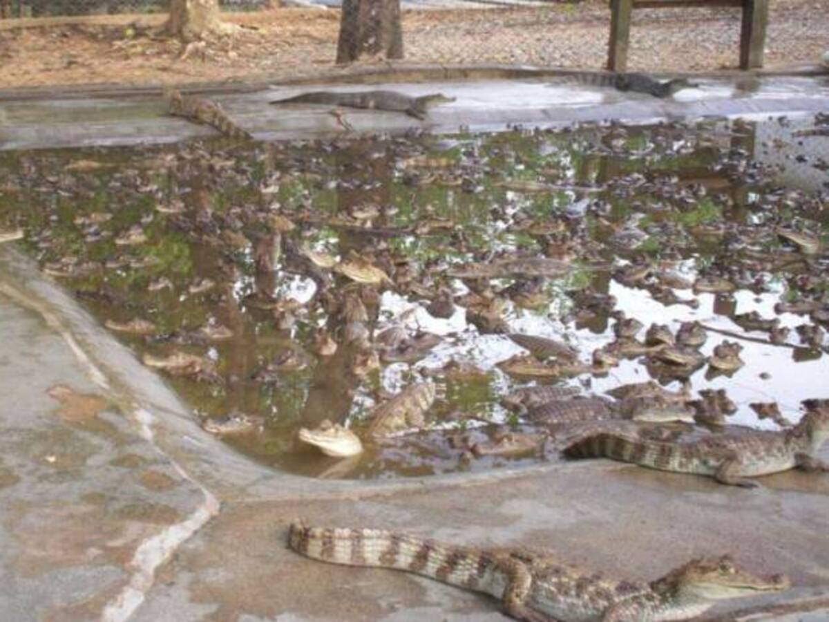 Por maltrato animal, la ANLA ordenó cerrar un criadero de caimanes