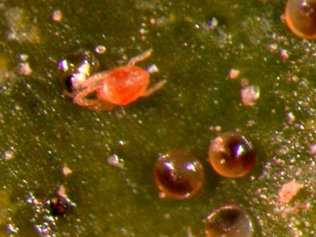 Las cenizas volcánicas y la sequía, aliadas de la “araña roja”