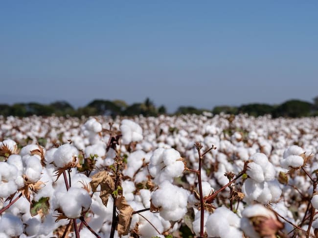 Cultivos de algodón en el Tolima