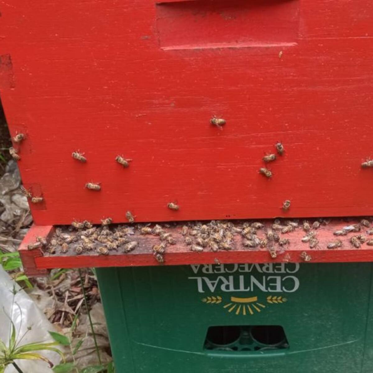 30.000 abejas habrían muerto tras fumigación en cultivos de caña de azúcar