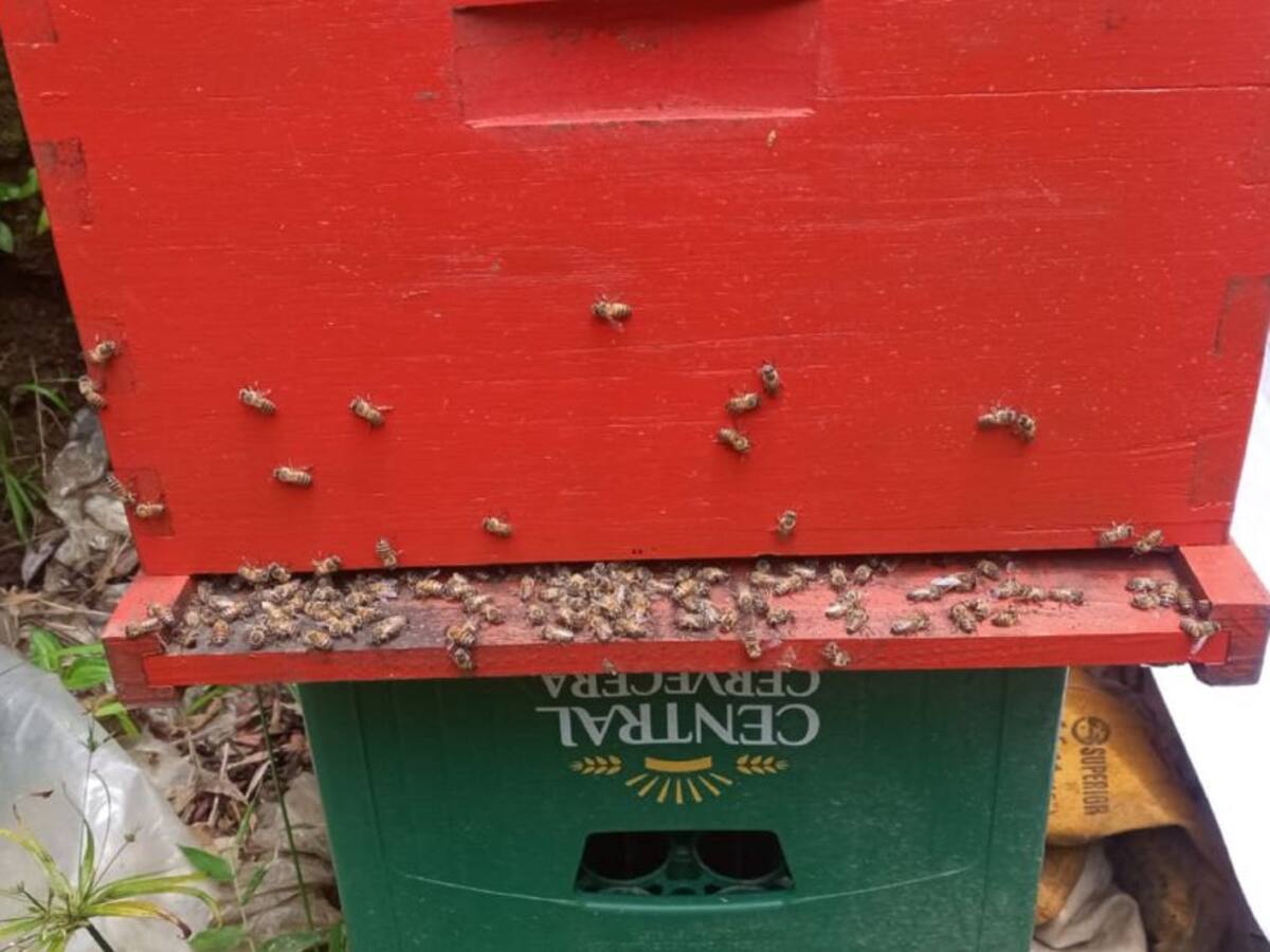 30.000 abejas habrían muerto tras fumigación en cultivos de caña de azúcar