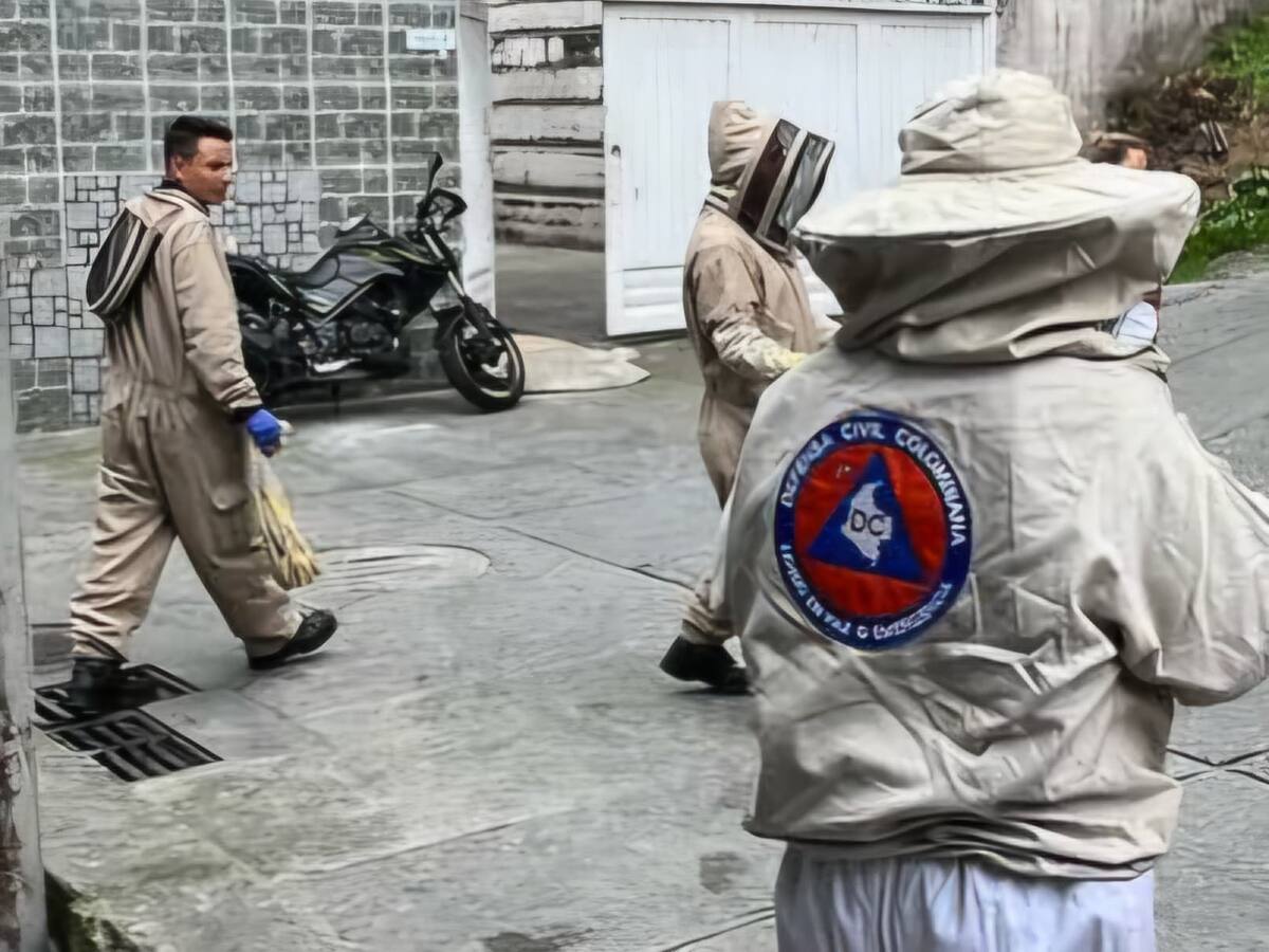 Seis estudiantes y un profesor de un colegio de Manizales están hospitalizados por ataque de abejas