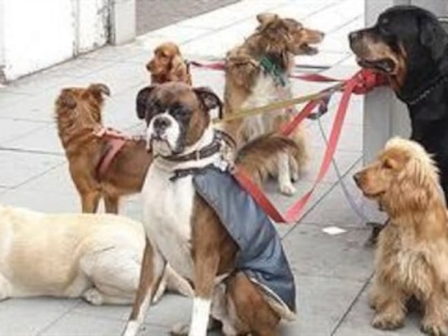 Cada mes son reportados entre 6 y 7 ataques de perros en Bogotá