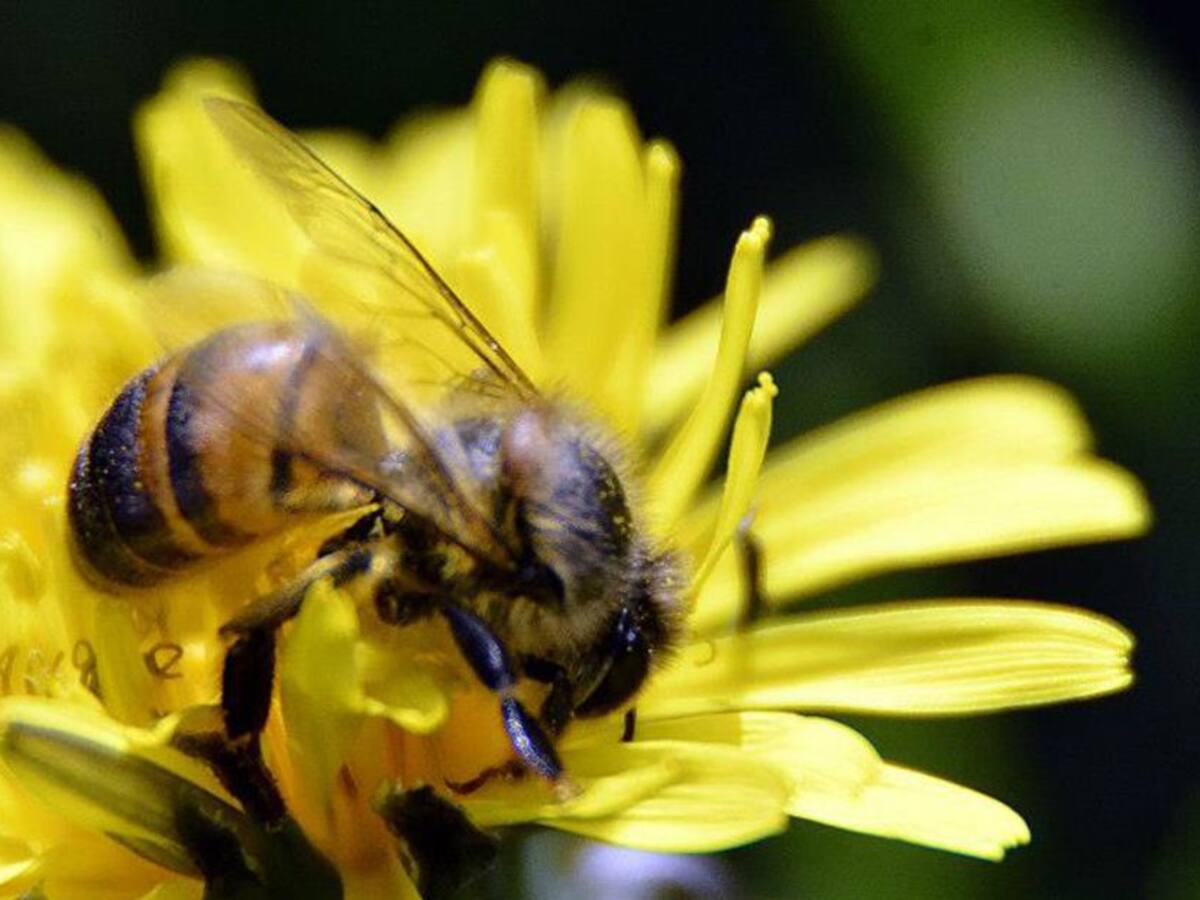 Bichópolis: cambiar los pesticidas en agricultura por un proceso sostenible
