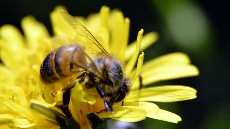 BICHÓPOLIS UN PROYECTO PARA ELIMINAR PESTICIDAS EN PROCESOS AGRÍCOLAS