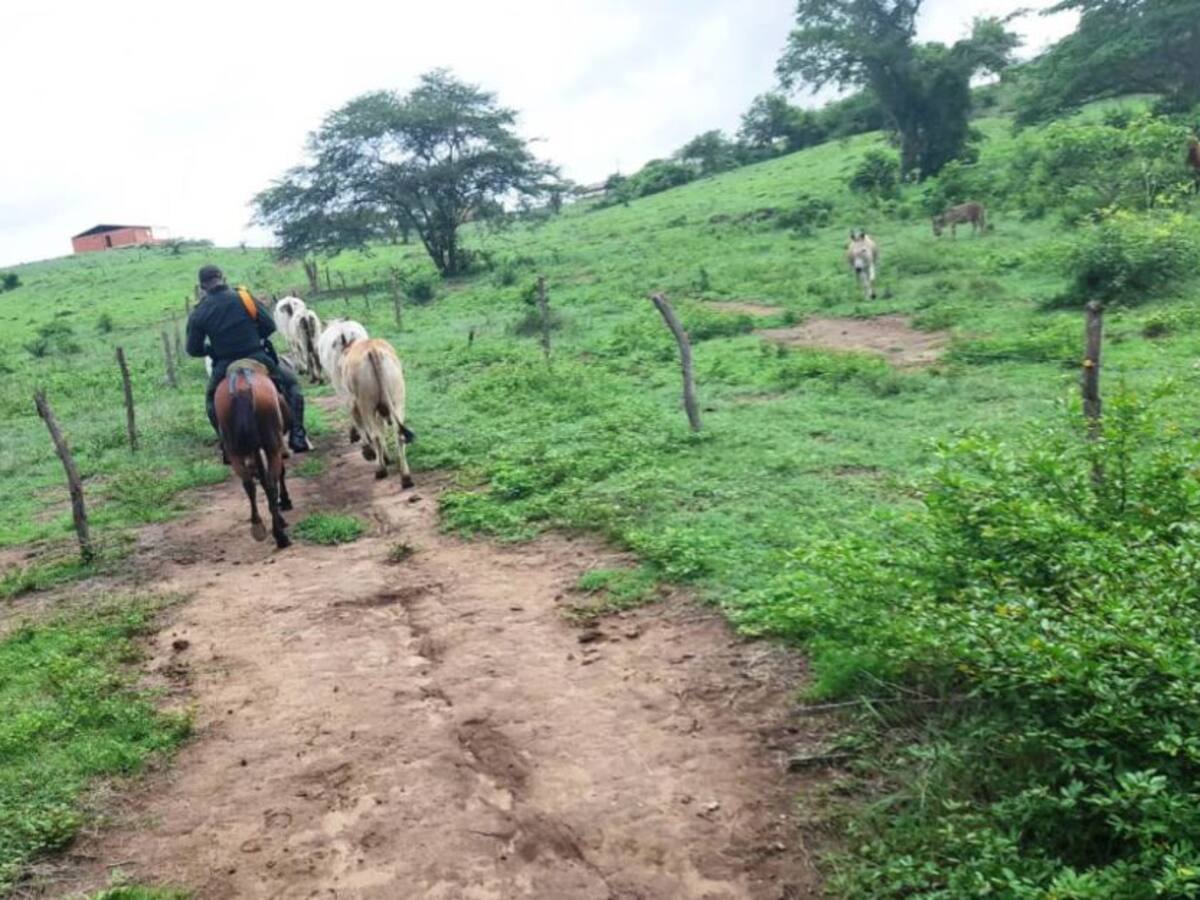 Recuperado ganado hurtado en zona rural del municipio de Arenal