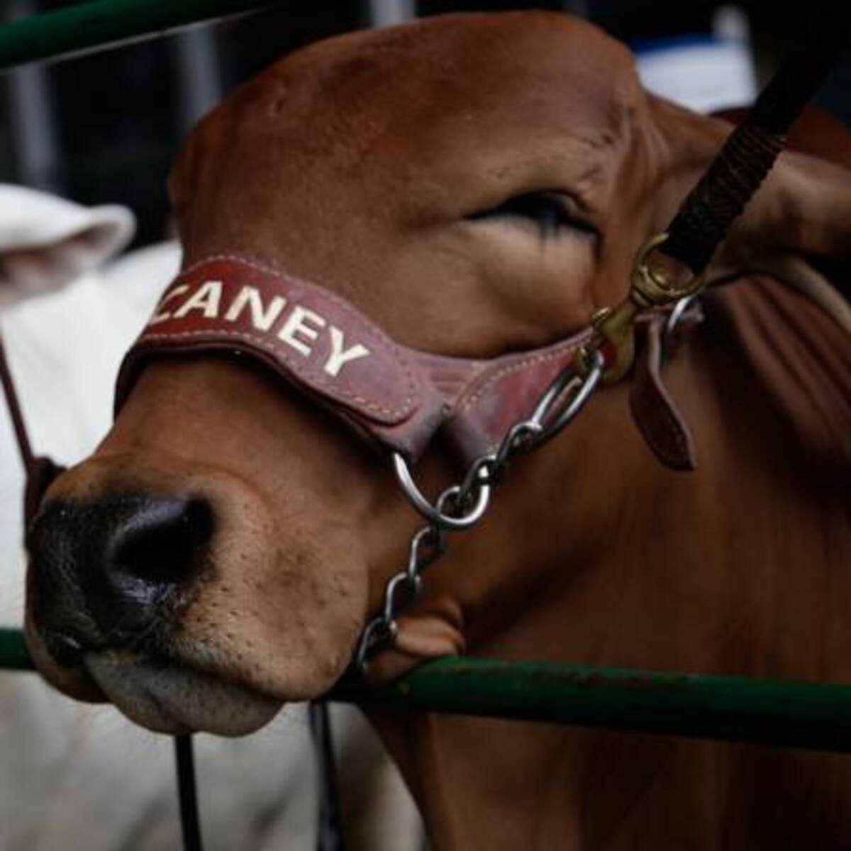 Congresistas piden explicaciones a Minagricultura por aftosa en Boyacá