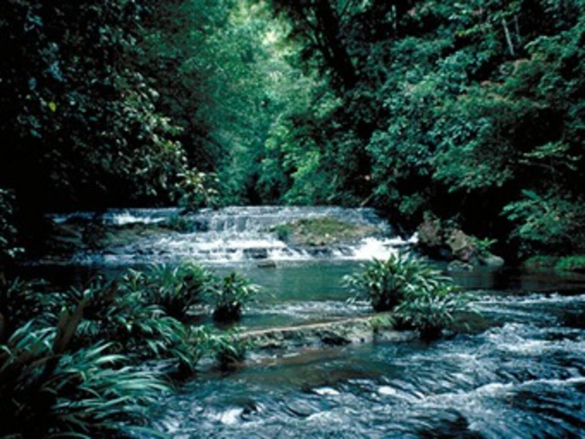 Parque Nacional de Los Katíos está en peligro