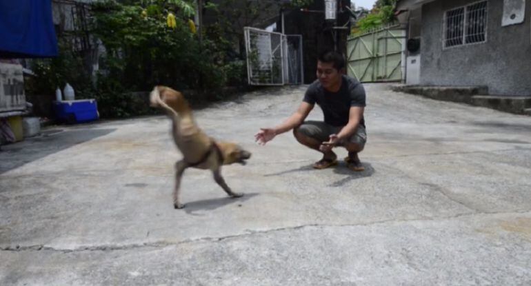 ¡Es todo un ejemplo! Perra aprendió a caminar sin dos patas