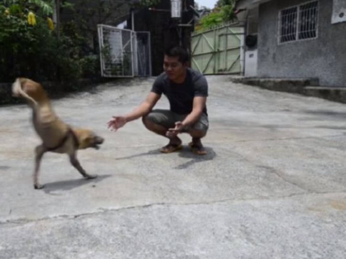 ¡Es todo un ejemplo! Perra aprendió a caminar sin dos patas