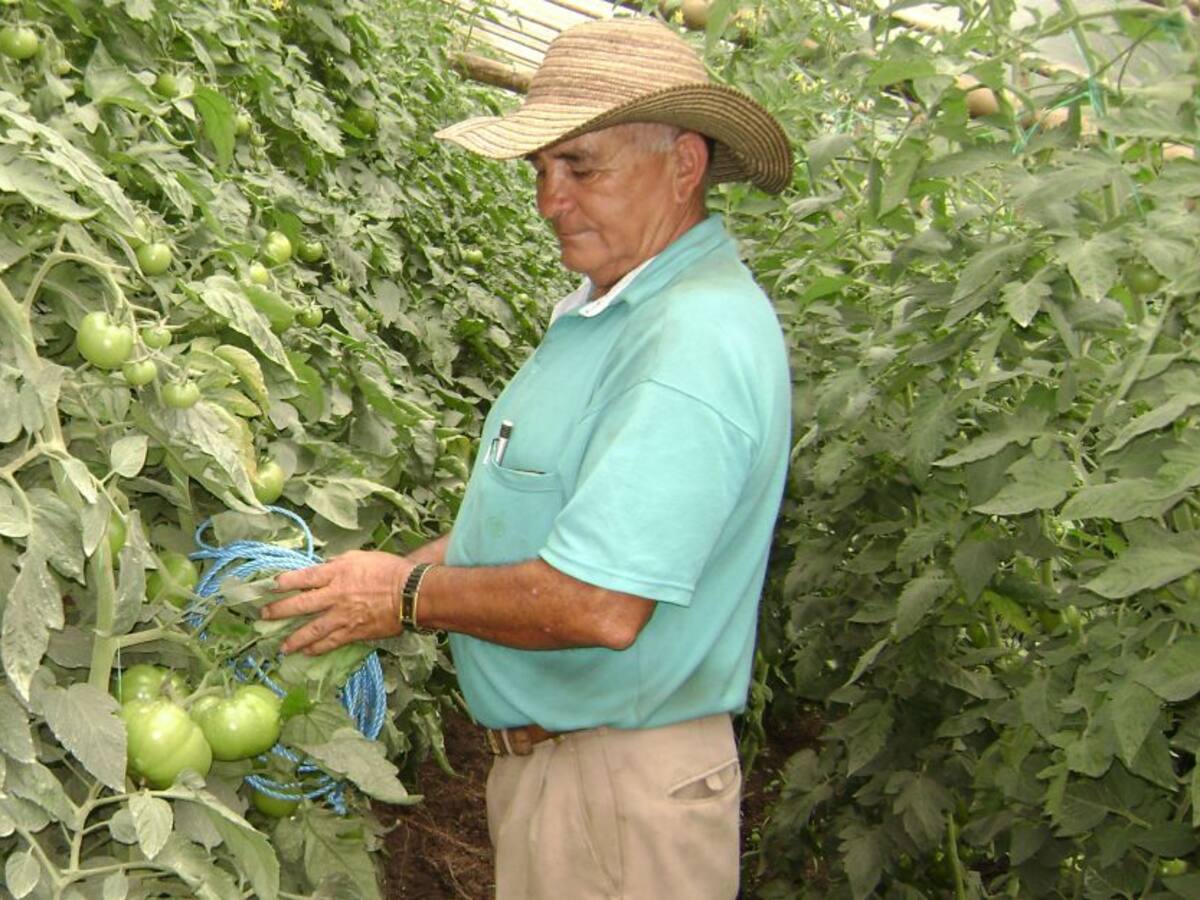 Sembrar solo lo que el país necesita asegura mejores precios