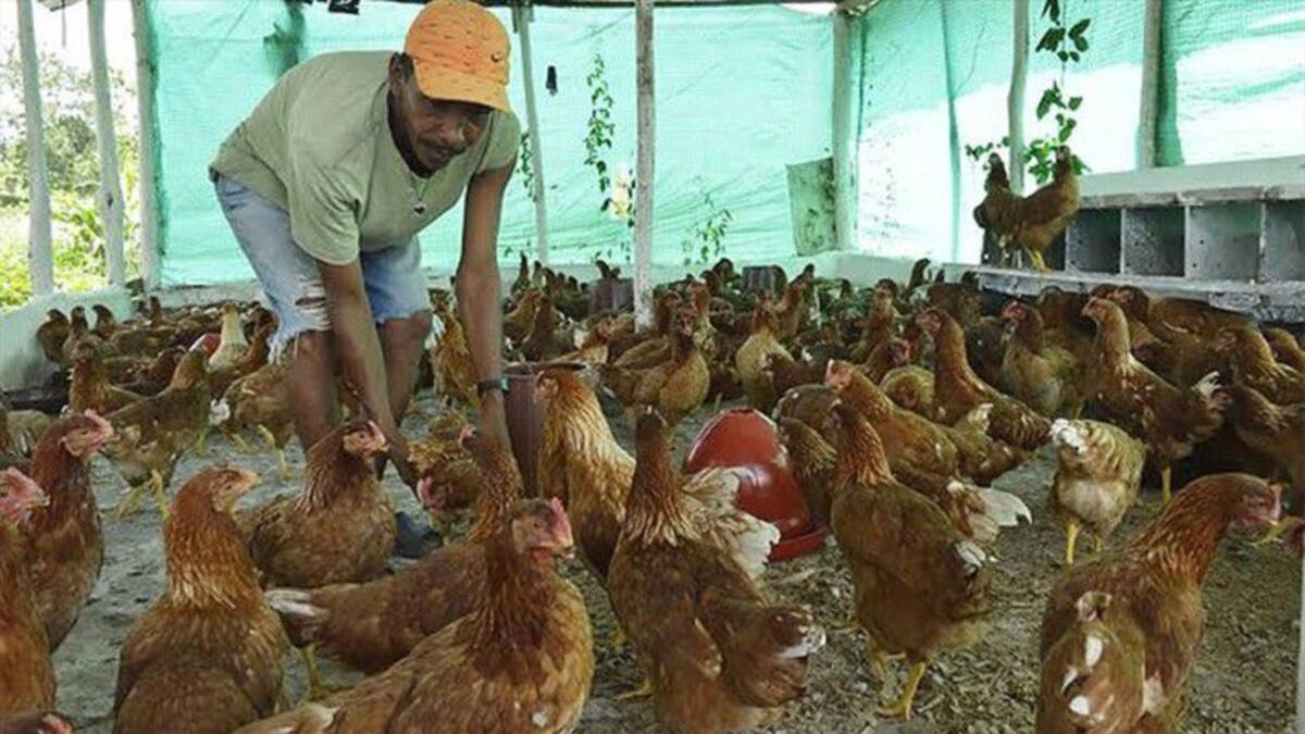 Alerta sanitaria por virus del Newcastle que está matando las aves