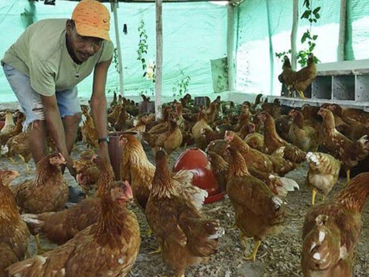 Alerta sanitaria por virus del Newcastle que está matando las aves